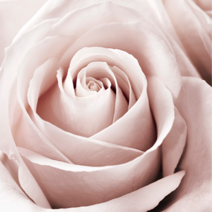 Profielfoto van Rose 🌷