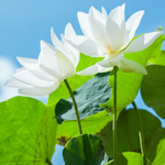 Profielfoto van Lotuslady